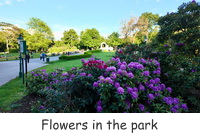 Flowers in the park